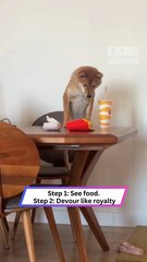 This Dog’s Food Heist Turned Into a Slip-n-Slide! 🍗🐾