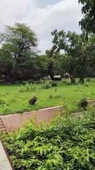 🦬 A symbol of strength and grace deep in the Indian wilderness #indianbison, #wildindia