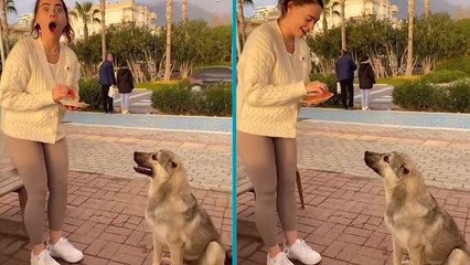 İngilizce anlayan köpek yabancı turisti şaşırttı