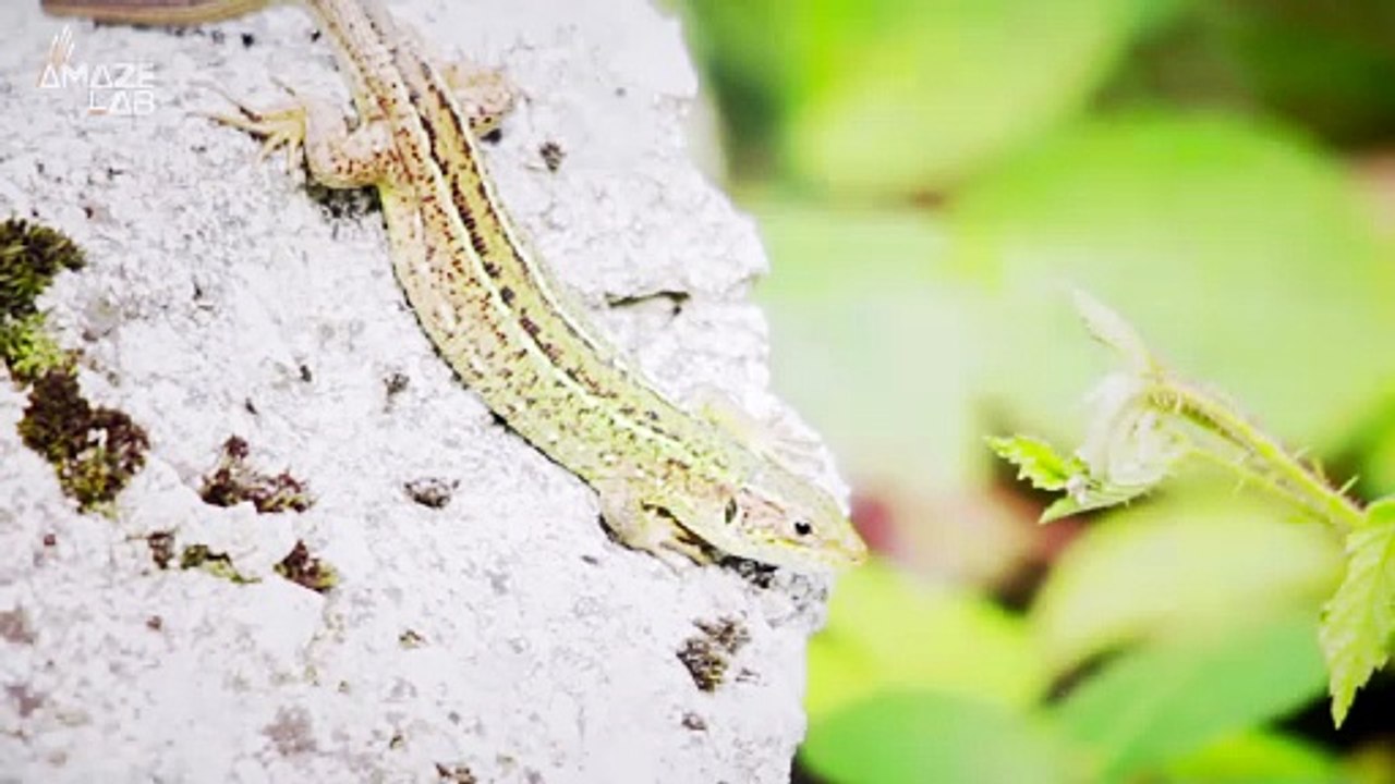 Did You Know Alligators Can Regrow Their Tails?