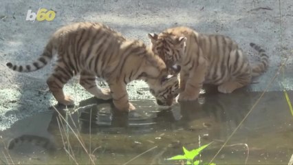 Check Out The Cutest of The Cubs at a German Zoo