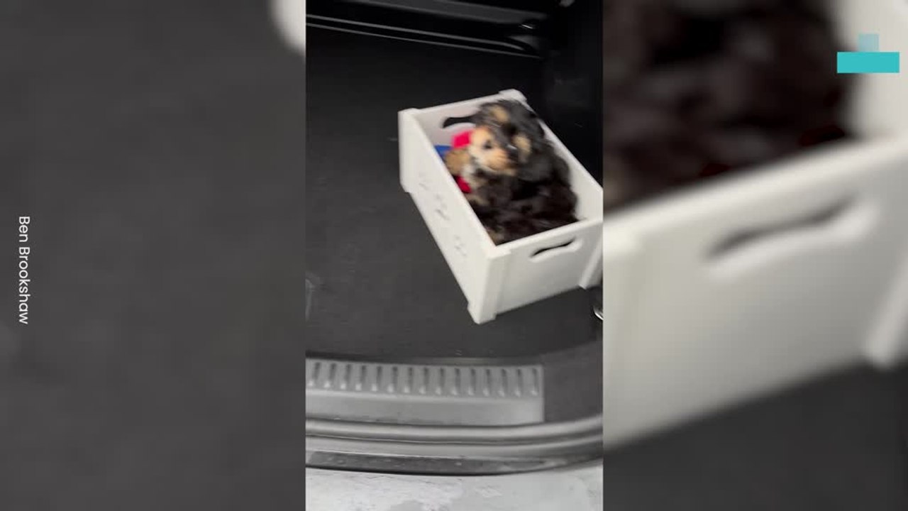Puppy Surprise