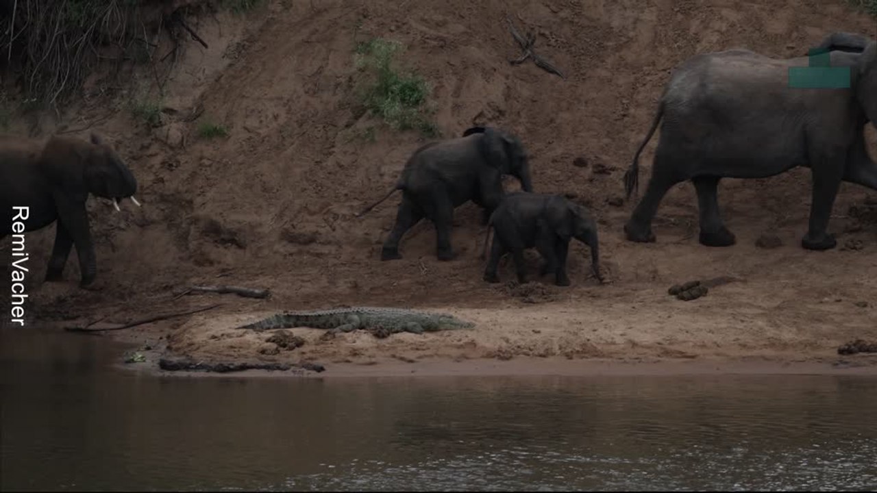 Elephants Scare Sleeping Crocodile