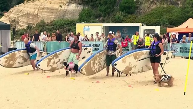 Margo, un lévrier whippet, remporte les Championnats de surf canin au Royaume-Uni