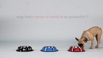 Aimil Vets Life_ How Dogs Detect What We Can't Smell!