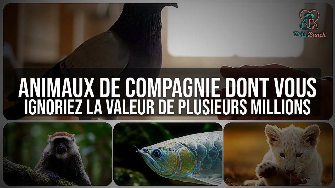 Animaux de compagnie valant des millions : vous n'allez pas le croire !