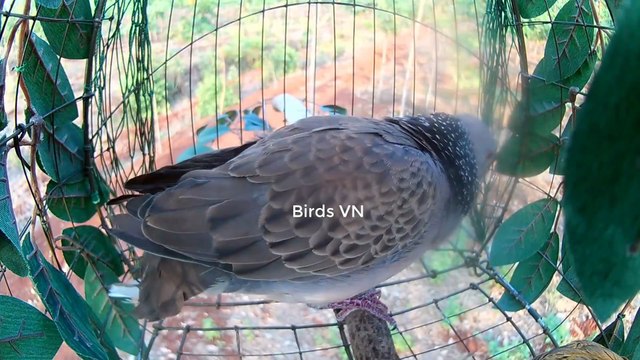 Tiếng chim cu gáy mồi gù thúc kích bổi nhanh nổi 2021 #52