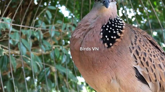 Tiếng chim cu mồi gáy gù kích bổi nhanh nổi 2021 #37