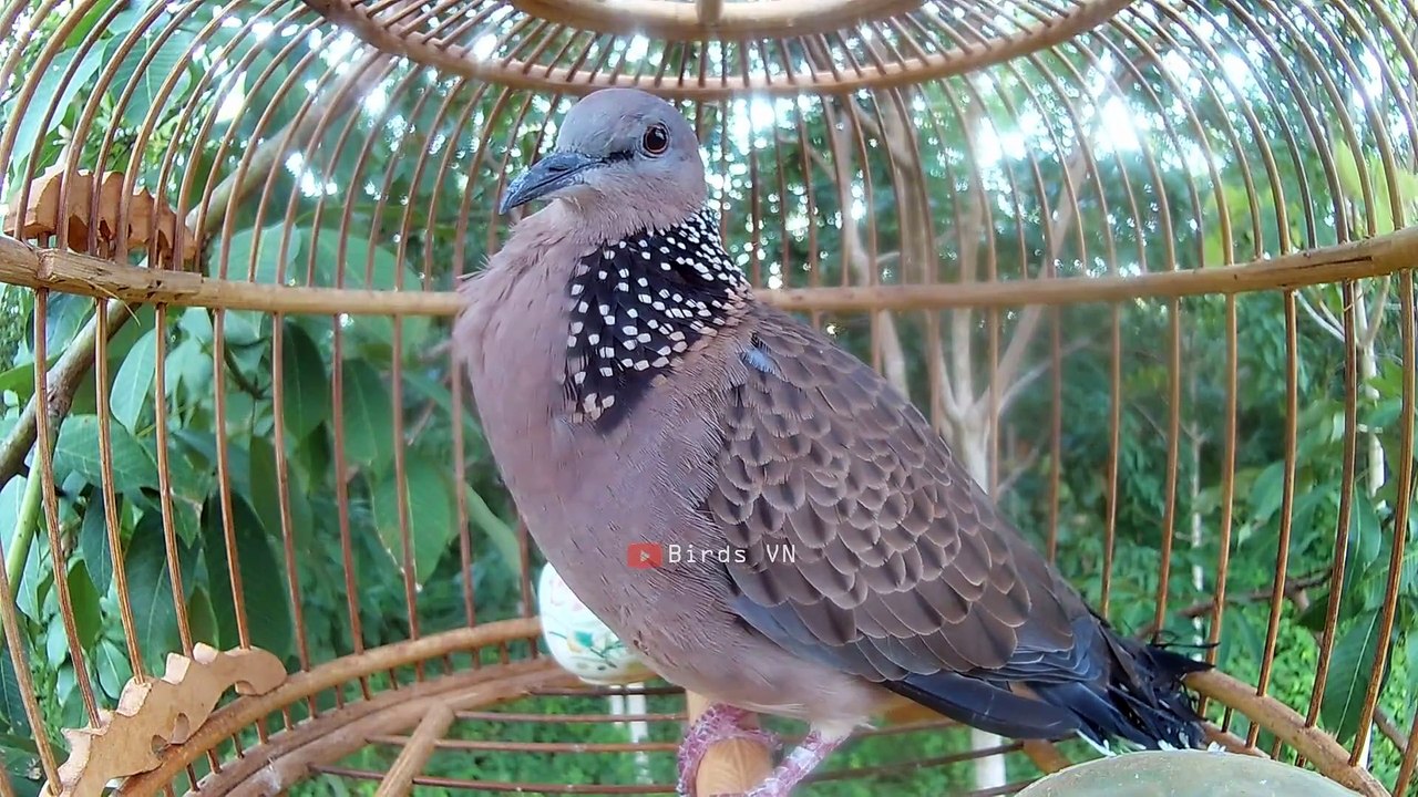 TIếng cu gáy gù kích bổi nhanh nổi hiệu quả - Chim cu gáy Birds VN 750
