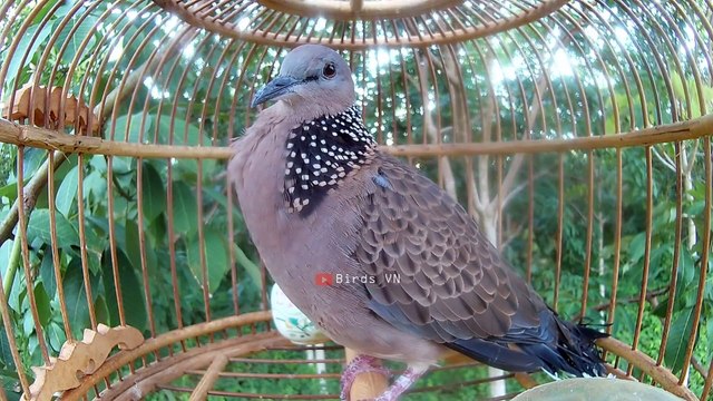 TIếng cu gáy gù kích bổi nhanh nổi hiệu quả - Chim cu gáy Birds VN 750