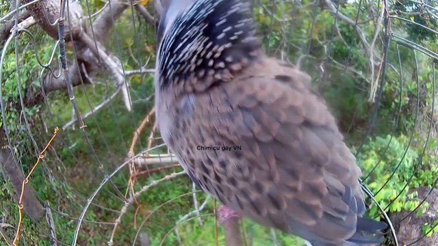 Tiếng cu gáy mồi gáy gù bổi nghe về liền - Chim cu gáy kích bổi - tập mồi nhanh nổi hiệu quả