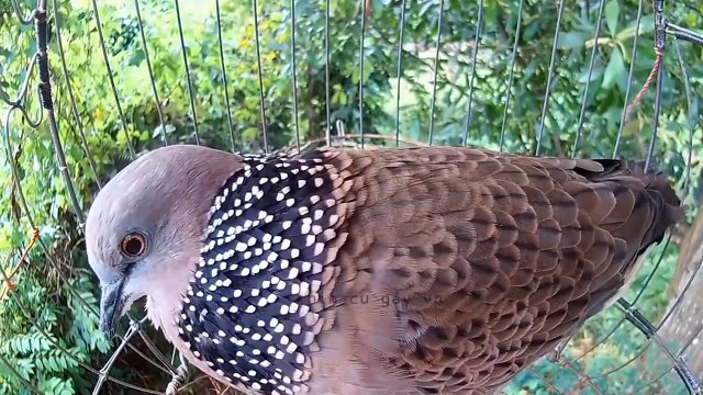 Tiêng cu gáy thúc kích bổi