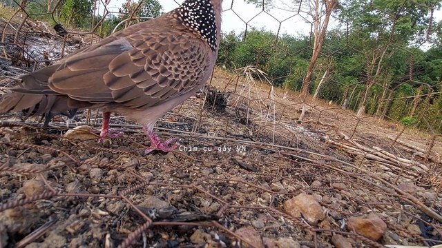 Tiếng cu mồi đất thúc gù rút bổi cực nhạy - CHim cu gáy kích bổi cực nhạy