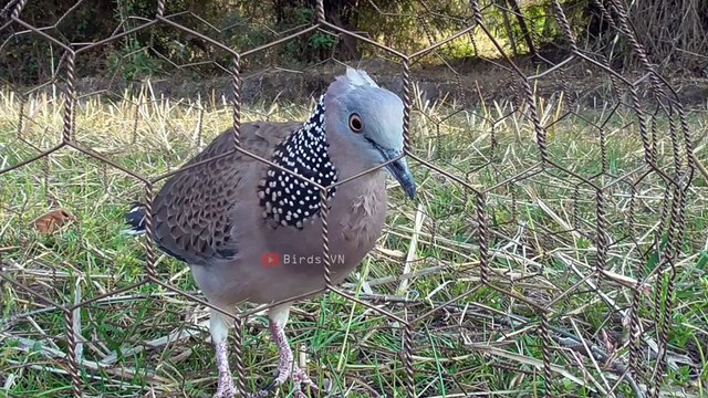 Tiếng cu mồi đất Tốc độ đủ bài- Cu gáy rút bổi nghe về liền - Chim cu gáy thúc gù Rút bổi cực mạnh