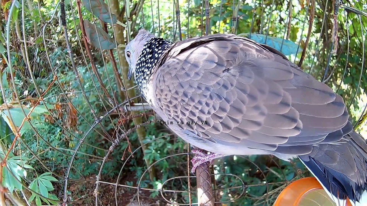 Tổng hợp tiếng chim cu gáy kích bổi Tập mồi nhanh nổi P2 - Chim cu gáy kích bổi nhanh gáy- Chim cu