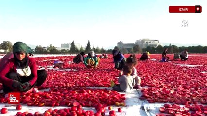 Türkiye, kurutulmuş domatesten 95 milyon dolar kazandı