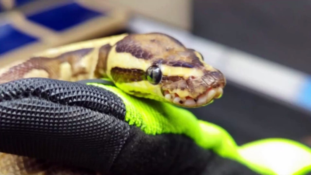 Feuerwehr rettet Königspython aus Zug