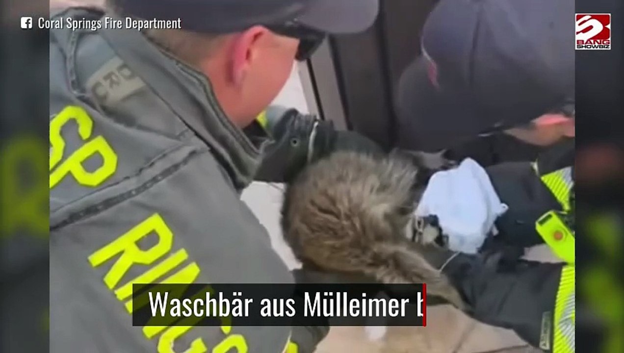 Waschbär aus Mülleimer befreit