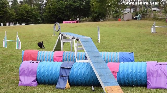 Sushi the agility dog from Market Drayton shows off her skills after winning gold in Portugal.