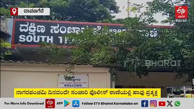 ದಾವಣಗೆರೆ: ನಾಗರಪಂಚಮಿ ದಿನದಂದೇ ಸಂಚಾರಿ ಪೊಲೀಸ್ ಠಾಣೆಯಲ್ಲಿ ನಾಗರಹಾವು ಪ್ರತ್ಯಕ್ಷ