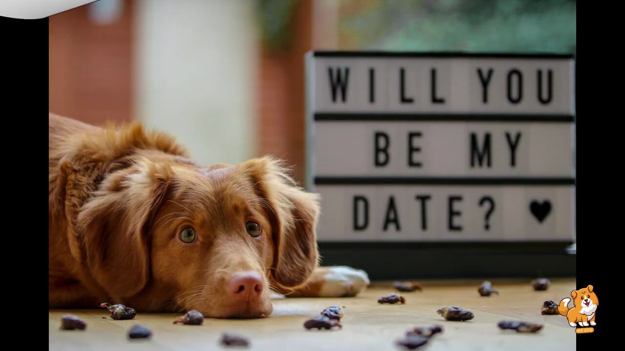 How to Create Dog Friendly Garden _ V24 _ Cute Dog Videos _ Dogs _ Dog _ Cute Dog _ Toys _ Mr Dog