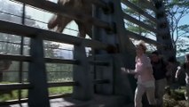 Jurassic Park 3s Most Intense Dinosaur Moments