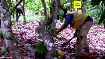 Côte d’Ivoire : le changement climatique inquiète les producteurs de cacao