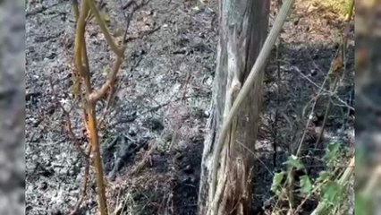 Anız yangını ekipleri harekete geçirdi