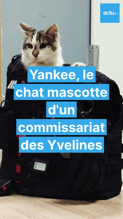 Ce chat est la mascotte d'un commissariat dans les Yvelines