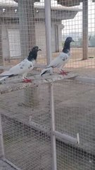 High flyer pigeon 12+ hours in summer