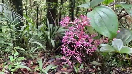 THE JUNGLE OF KALIMANTAN