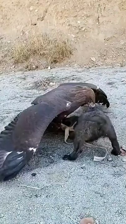Animals Fight 2