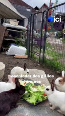 "Je suis tellement triste" : le refuge de Saint-Christophe pris pour cible, quatre lapins retrouvés morts