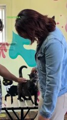 Le buscan hogar a 30 ‘michis’ rescatados 🐱❤️‍