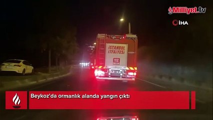 Beykoz'da orman yangını