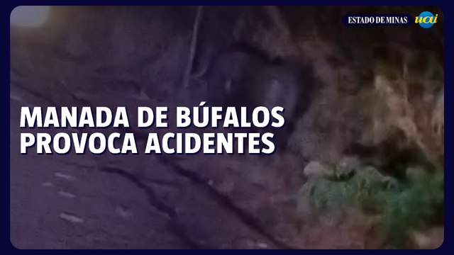 Manada de búfalos provoca dois acidentes em MG