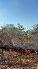 Segundo incêndio é registrado em proximidades à Lagoa do Colosso, em Fortaleza