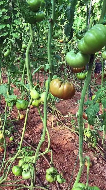 Village tomatoes