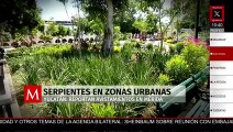 Reportan serpientes en zonas urbanas de Mérida, Yucatán