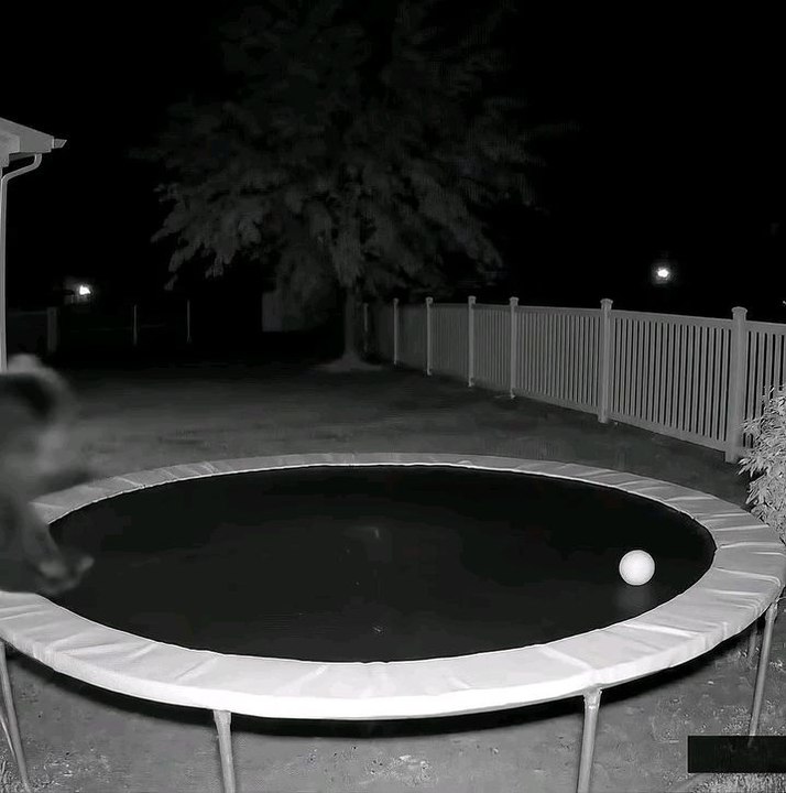 a bear on a trampoline?😱😱