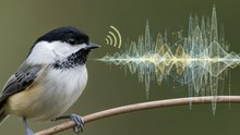 Decodificando el Coro del Amanecer: El Lenguaje Secreto de las Aves