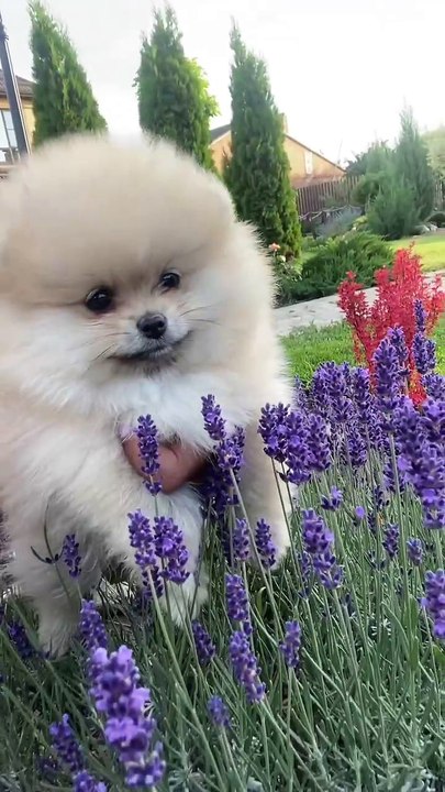 Os animais mais fofos do mundo  n•93