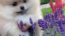Os animais mais fofos do mundo  n•93
