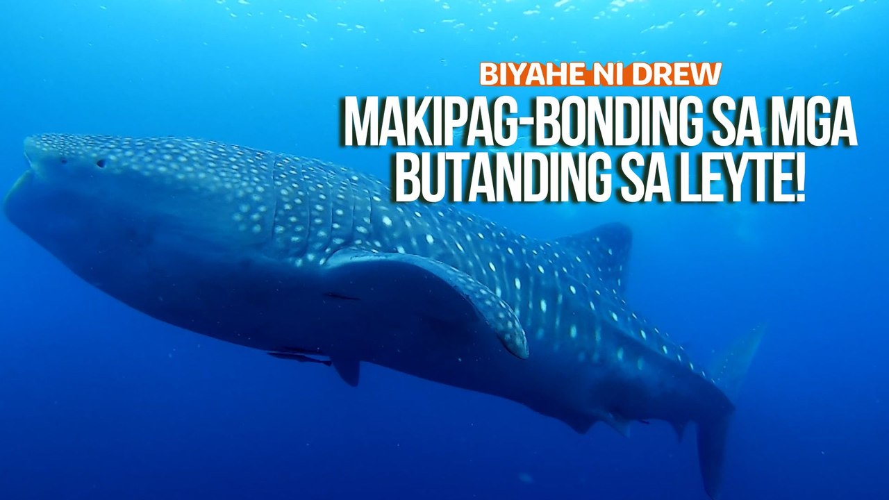 Makipag-bonding sa mga butanding sa Leyte! | Biyahe ni Drew - video ...