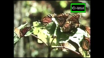 Mundo Natural: La Guerra de las Hojas - Documental (1984) - Español Latino *Jorge Santos*