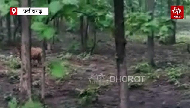 अंतरराष्ट्रीय बाघ दिवस: छत्तीसगढ़ के 4 टाइगर रिजर्व में इतनी है बाघों की संख्या