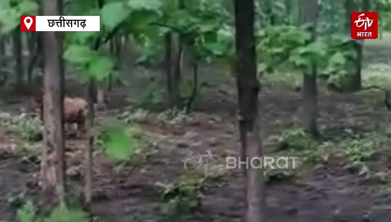 अंतरराष्ट्रीय बाघ दिवस: छत्तीसगढ़ के 4 टाइगर रिजर्व में इतनी है बाघों की संख्या