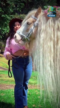 Conoce al Gypsy Vanner, una raza equina única que tiene una misión terapéutica y familiar