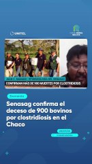 Senasag confirma el deceso de 900 bovinos por clostridiosis en el Chaco