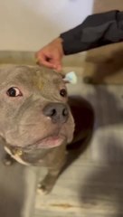 Person Puts Hair Clip on Kid and Dog Eagerly Waits for HIs Turn